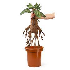 Mandrake plant
